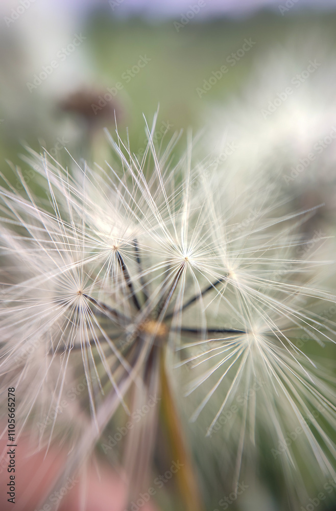 Obraz premium white dandelion flower with seeds in the garden