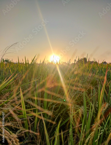 Ear of rice among the grass with sunset