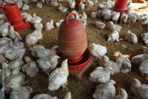 A flock of yellow chicks drink water from a drinker on a farm, Chickens drinking water from a water pot on a poultry farm, A group of broiler chickens drinking water