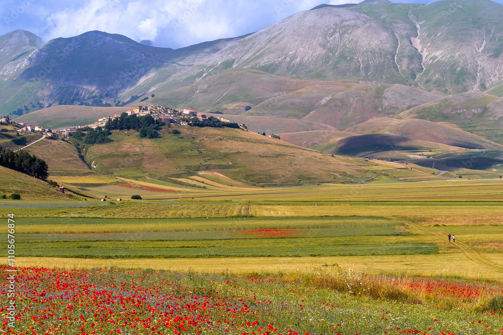 fioritura delle lenticchie sull'altipiano di Castelluccio fioritura delle lenticchie sull'altipiano di Castelluccio