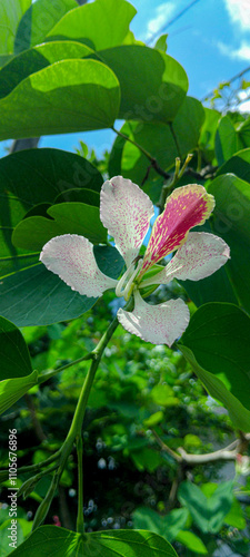 Fotografie Kobo leela white and Pink flower