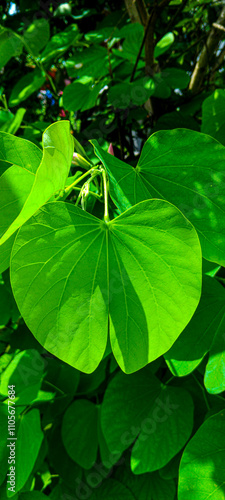Photography Kobo leela green leaves in sun light