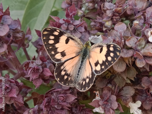 Butterfly on ocimum basilicum flower or butterfly on Basil flower in the garden  photo