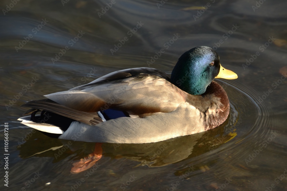Obraz premium This mallard is swimming in the sea in sunny autumn day.