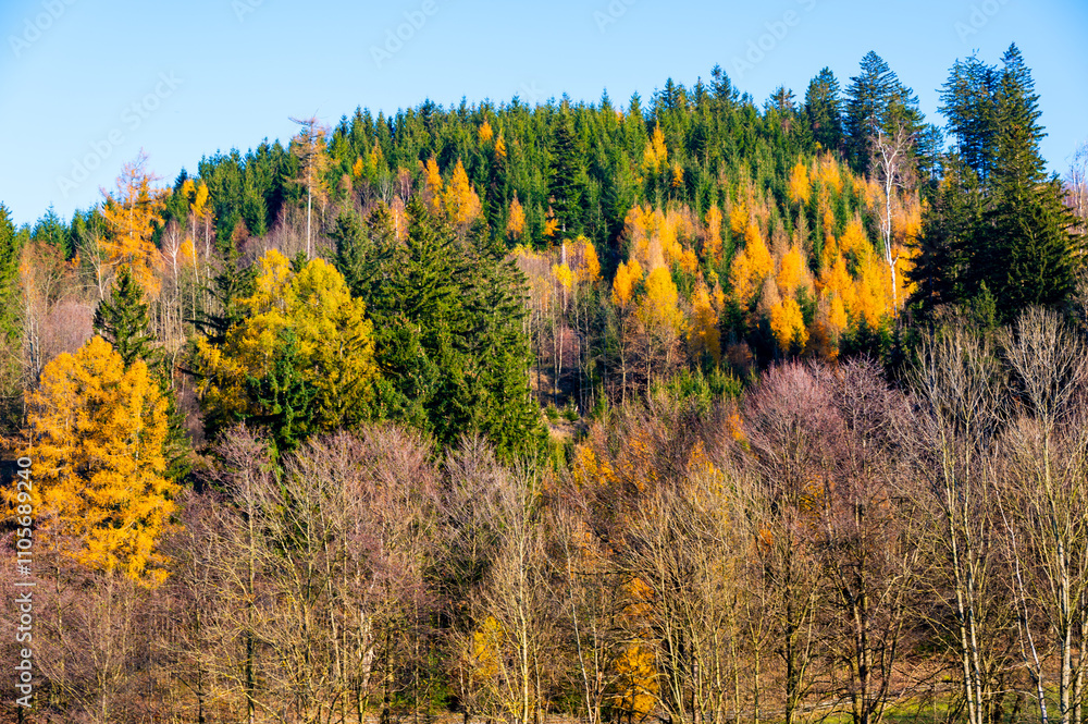 A vibrant autumn forest scene showing tree crowns in shades of green, orange, and brown, capturing the beauty of the changing season and the rich colors of fall