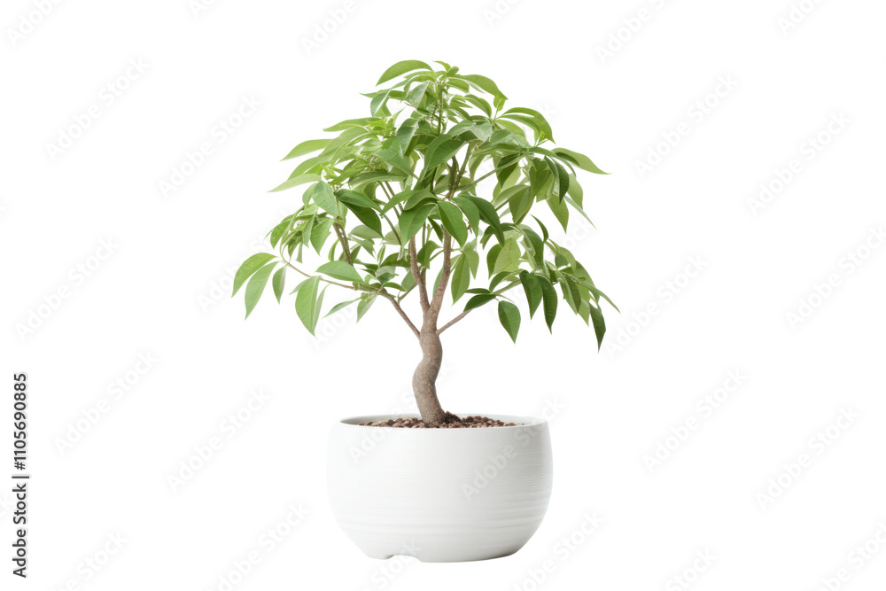 A healthy money tree in a ceramic pot with well-defined leaves and an elegant shape, standing alone on a white background. A healthy money tree in a ceramic pot with well-defined leaves and an elegant shape, standing alone on a white background.