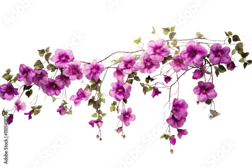 A graceful vine adorned with multiple hanging purple flowers, each in full bloom and creating a rich, textured appearance. Isolated on white background