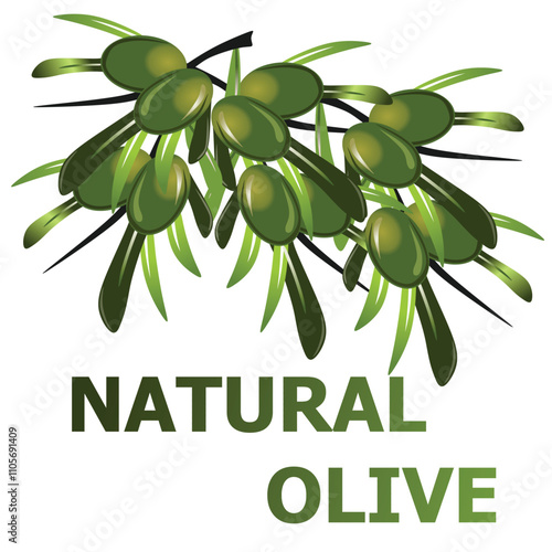 Realistic green olives, isolated olive branch with leaves.