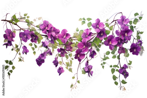 A graceful vine adorned with multiple hanging purple flowers, each in full bloom and creating a rich, textured appearance. Isolated on white background