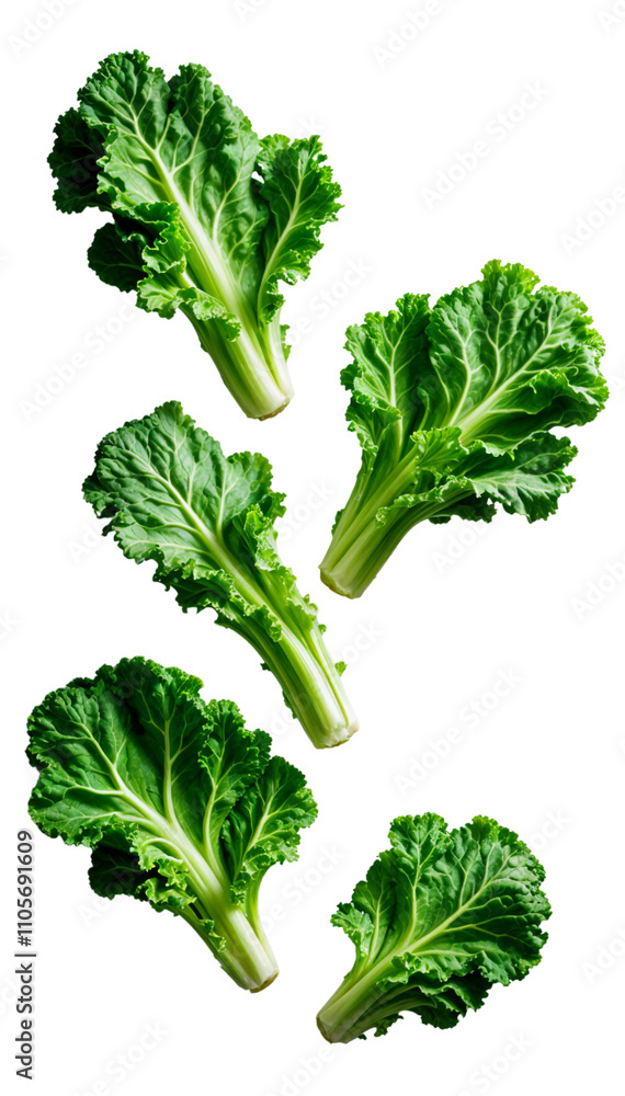 Fresh Green Kale Leaves Isolated on transparent Background Fresh Green Kale Leaves Isolated on transparent Background