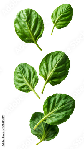 Fresh Spinach Leaves on transparent Background Close-Up