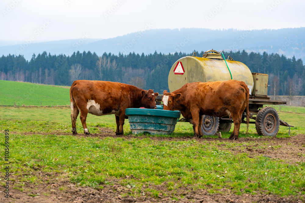 A peaceful rural scene of two cows drinking water from a container near a cistern on a green meadow, capturing the simplicity and charm of countryside life