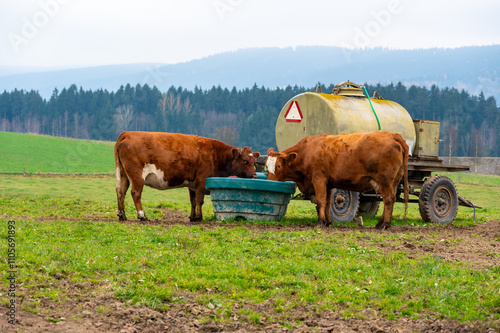 Obraz na płótnie A peaceful rural scene of two cows drinking water from a container near a cistern on a green meadow, capturing the simplicity and charm of countryside life w salonie