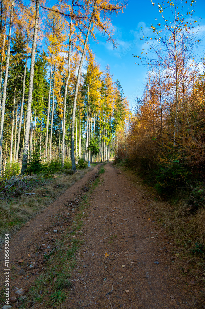 A captivating autumn forest scene with trees showcasing vibrant fall colors, and sunlight streaming through the branches, creating a magical, serene atmosphere