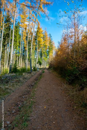 Obraz na płótnie A captivating autumn forest scene with trees showcasing vibrant fall colors, and sunlight streaming through the branches, creating a magical, serene atmosphere w salonie