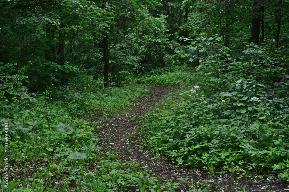 Obraz premium a footpath is leading to the dense and bushy forest