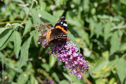 Red admiral butterfly (Vanessa Atalanta) perched on summer lilac in Zurich, Switzerland
