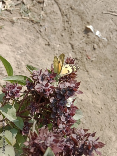 Butterfly on ocimum basilicum flower or butterfly on Basil flower in the garden  photo