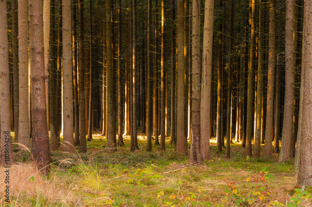 A captivating autumn forest scene with trees showcasing vibrant fall colors, and sunlight streaming through the branches, creating a magical, serene atmosphere