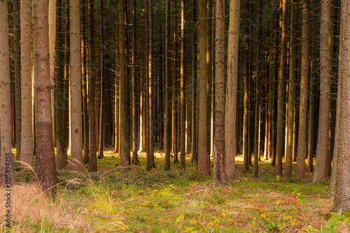 Obraz na płótnie A captivating autumn forest scene with trees showcasing vibrant fall colors, and sunlight streaming through the branches, creating a magical, serene atmosphere w salonie
