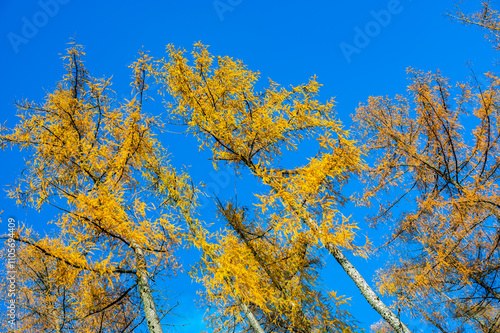 Obraz na płótnie A stunning view of larch tree crowns with orange needles falling, captured from below, against the backdrop of a clear blue sky, embodying the beauty of autumn w salonie