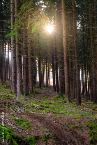 Obraz na płótnie A captivating autumn forest scene with trees showcasing vibrant fall colors, and sunlight streaming through the branches, creating a magical, serene atmosphere w salonie