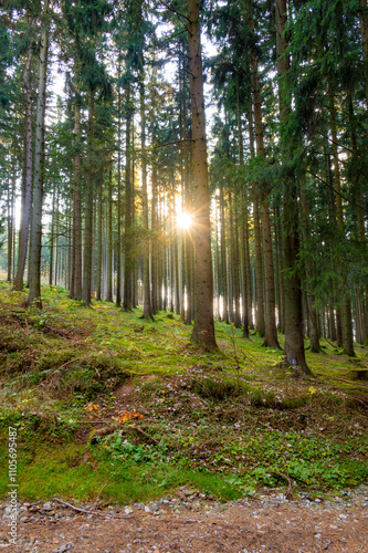 Obraz na płótnie A captivating autumn forest scene with trees showcasing vibrant fall colors, and sunlight streaming through the branches, creating a magical, serene atmosphere w salonie
