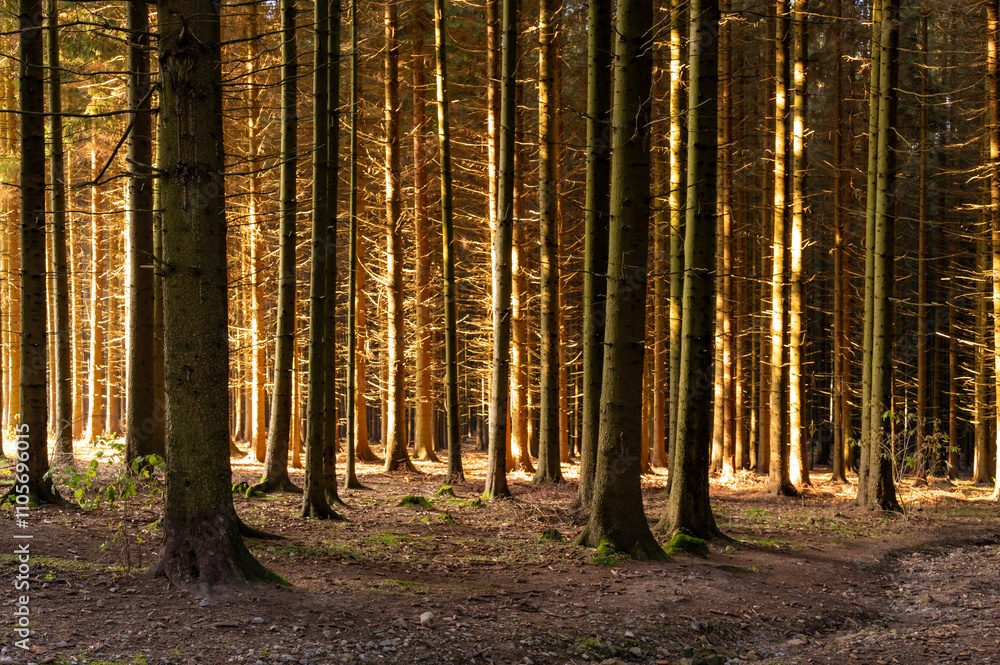 A serene forest scene with tree trunks bathed in the warm light of the setting sun, creating a peaceful and magical atmosphere in the woodland