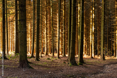 Obraz na płótnie A serene forest scene with tree trunks bathed in the warm light of the setting sun, creating a peaceful and magical atmosphere in the woodland w salonie