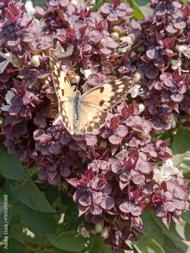 Butterfly on ocimum basilicum flower or butterfly on Basil flower in the garden 