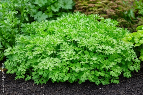 An image of green parsley plants thriving in a garden, showcasing lush foliage and healthy growth, perfect for culinary or gardening pursuits.