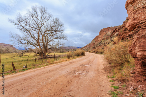 A dirt road with a tree in the middle of it