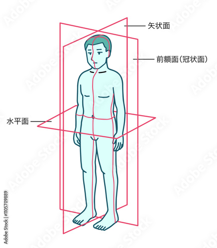 人体、基本面、前額面、矢状面、水平面