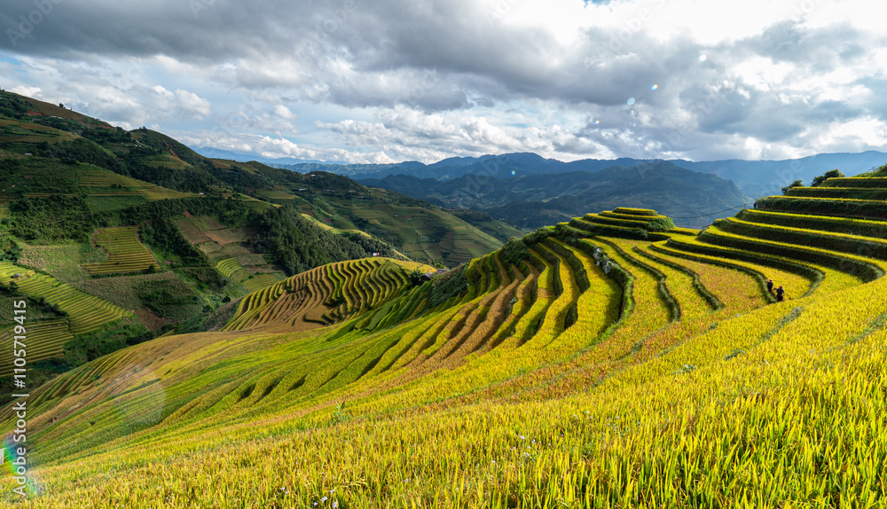 In the ripe rice season on terraced fields in Mu Cang Chai, Yen Bai, H'mong women all go to harvest rice in their family's fields. Photo taken in Mu Cang Chai, Yen Bai in September 2020 In the ripe rice season on terraced fields in Mu Cang Chai, Yen Bai, H'mong women all go to harvest rice in their family's fields. Photo taken in Mu Cang Chai, Yen Bai in September 2020