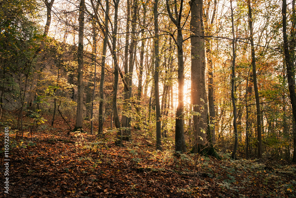 Fototapeta premium Abendsonne schein durch herbstlich gefärbten Wald