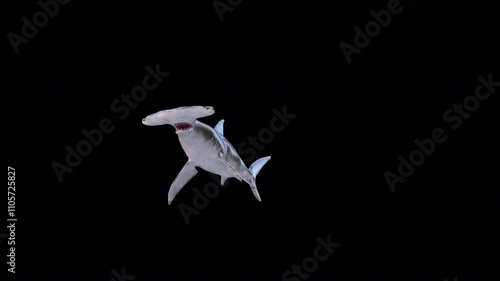 Hammerhead Swim Loop 3D Video Animation photo