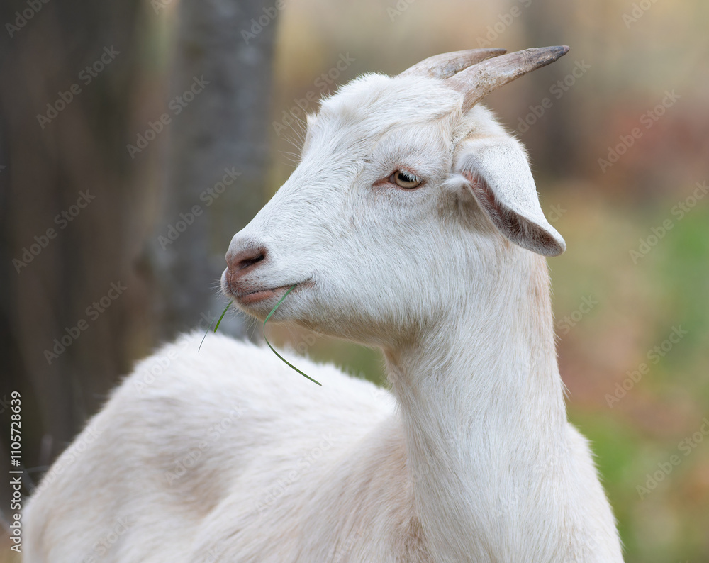 Fototapeta premium Goat, Capra hircus. Close-up of a goat with a blade of grass in its mouth, looking away