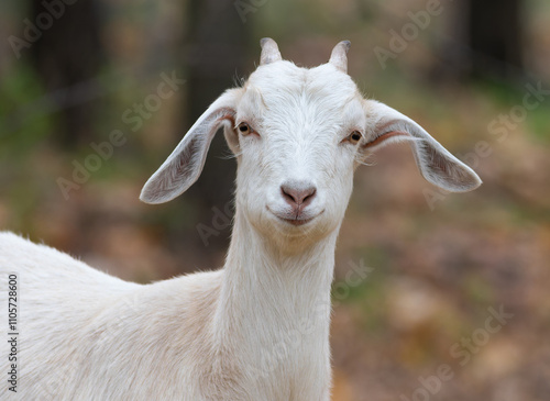 Goat, Capra hircus. A close-up of a goat looking into the lens