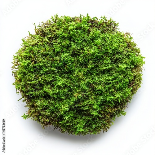 Lush green moss ball isolated on white background, top view.