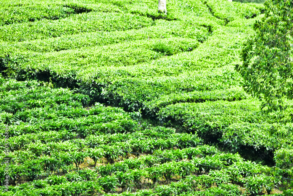 THE BEAUTY OF THE PANORAMA OF THE TEA PLANTATION AREA IN THE HIGHLANDS AT THE FOOT OF MOUNT SINDORO, WONOSOBO, INDONESIA, WHICH IS COOL AND FERTILE THE BEAUTY OF THE PANORAMA OF THE TEA PLANTATION AREA IN THE HIGHLANDS AT THE FOOT OF MOUNT SINDORO, WONOSOBO, INDONESIA, WHICH IS COOL AND FERTILE