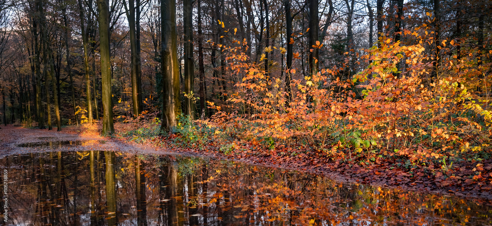 Fototapeta premium large puddle on forest path and brightly lit autumn leaves by late afternoon sun