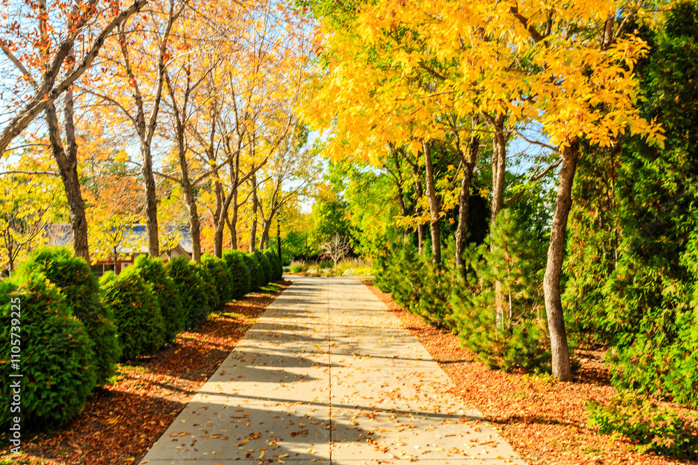 Naklejka premium A path lined with trees and leaves is shown in the image