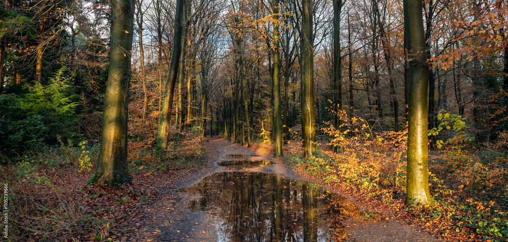 Obraz premium large puddle on forest path and brightly lit autumn leaves by late afternoon sun