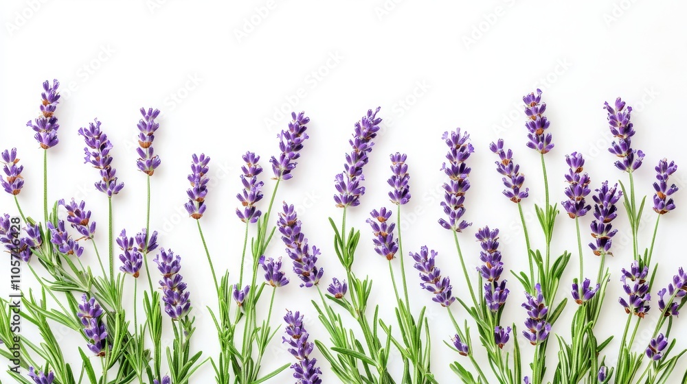 Naklejka premium A top-down view of wild meadow flowers set against a white background.