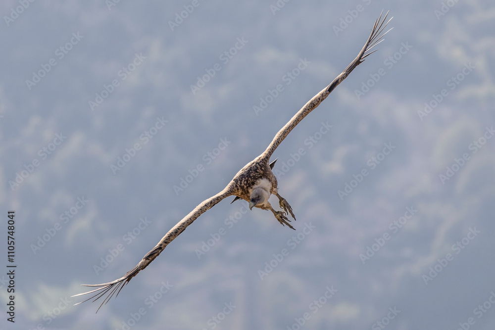 Griffon vulture in the skies over the Baronnies in Provence, France Griffon vulture in the skies over the Baronnies in Provence, France