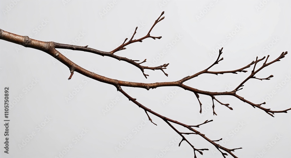 Twig Branch on White background design Twig Branch on White background design