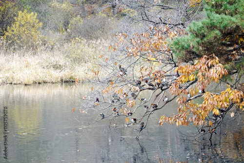 Ducks sitting on a tree branch colored in autumn leaves on a lake in Gimpo, Korea photo