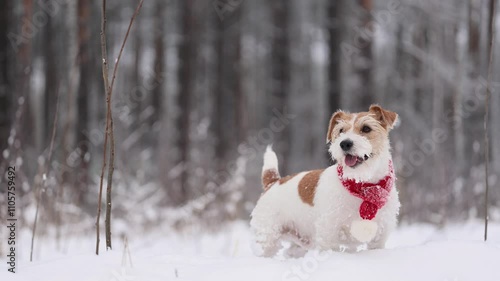 Dog with red scarf in winter forest. Wirehaired Jack Russell Terrier on walk in snowfall. Holiday concept Christmas.