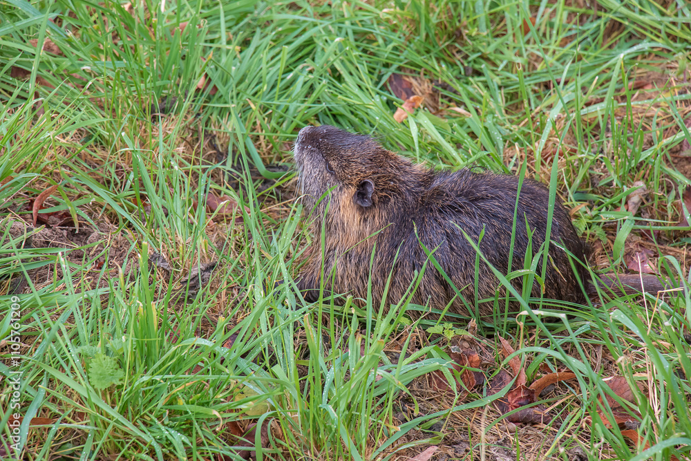 Myocastor coypus on the banks of the Nitra River in the city of Nitra in Slovakia. Myocastor coypus on the banks of the Nitra River in the city of Nitra in Slovakia.