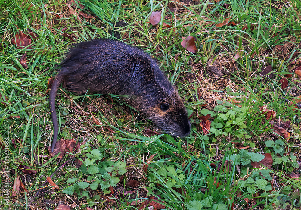 Myocastor coypus on the banks of the Nitra River in the city of Nitra in Slovakia. Myocastor coypus on the banks of the Nitra River in the city of Nitra in Slovakia.